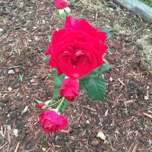 Meet your Posher, Guy